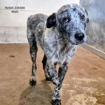 Cattle Dog and Mixed Breed Dogs Available for Adoption in Morton Grove, Illinois - Relish | PetCurious