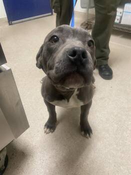 Pit Bull Terrier Dogs Available for Adoption in Thousand Oaks, California - Lacey - URGENT AND AT RISK | PetCurious