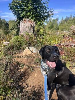 Lenny -  German Shorthaired Pointer and Coonhound Dog for Adoption in Sechelt, British Columbia - Lenny | PetCurious
