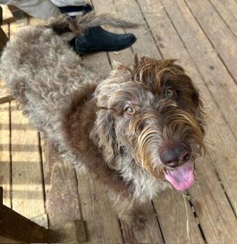 261071  Trip -  Labrador Retriever and Standard Poodle Dog for Adoption in Wetumpka, Alabama - 261071  Trip | PetCurious