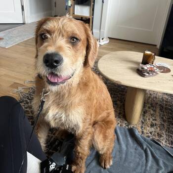 Poodle and Labrador Retriever Dogs Available for Adoption in New York, New York - Oscar | PetCurious