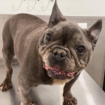Big Chungus -  French Bulldog Dog for Adoption in Washburn, Missouri - Big Chungus | PetCurious