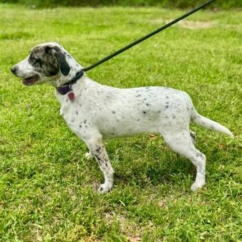 Catahoula Leopard Dog and Mixed Breed Dogs Available for Adoption in Lucedale, Mississippi - ATHENA | PetCurious