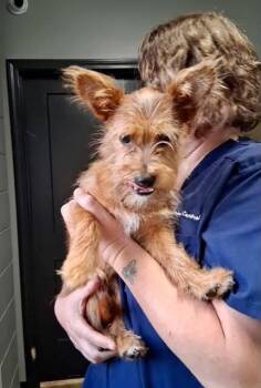 Mack Max -  Yorkshire Terrier Dog for Adoption in Milton, Georgia - Mack Max | PetCurious