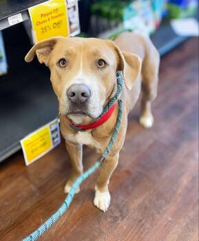 Rescue Pit Bull Terrier and Labrador Retriever Dogs for Adoption in Chatham, New Jersey - Beau | PetCurious