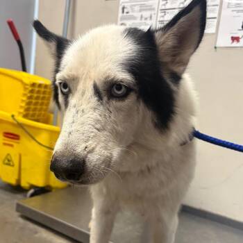 Paulina -  Husky Dog for Adoption in Yuma, Arizona - Paulina | PetCurious