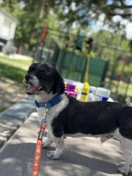 Einstein -  Terrier Dog for Adoption in Lakeland, Florida - Einstein | PetCurious