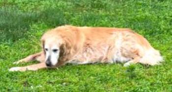 Rescue Golden Retriever Dogs for Adoption in Huntington, New York - YOGI | PetCurious