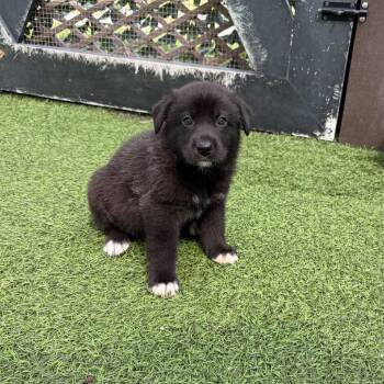 Shepherd Dogs Available for Adoption in Loxahatchee Groves, Florida - Giant Panda 0905 | PetCurious