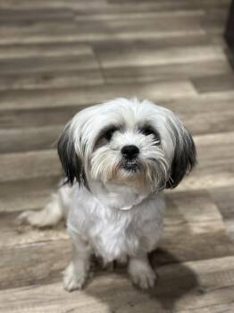 Dustie -  Shih Tzu Dog for Adoption in Alafaya, Florida - Dustie | PetCurious
