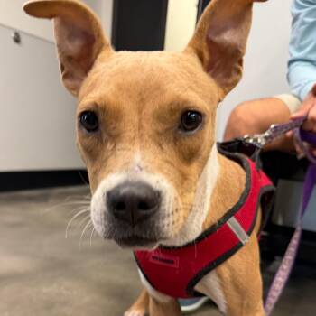 Banjo -  Terrier Dog for Adoption in Tampa, Florida - Banjo | PetCurious
