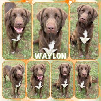 Chocolate Labrador Retriever and Great Pyrenees Dogs Available for Adoption in Fort Smith, Arkansas - Waylon | PetCurious