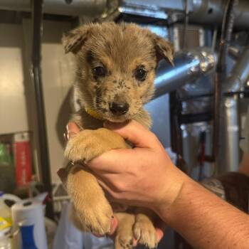 Lumix -  Mixed Breed Dog for Adoption in Buffalo, Minnesota - Lumix | PetCurious