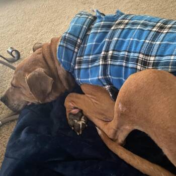 Will -  Pit Bull Terrier Dog for Adoption in Homewood, Illinois - Will | PetCurious