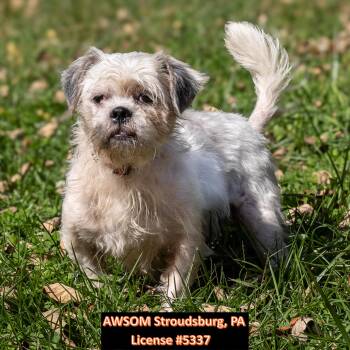 Elouise -  Shih Tzu Dog for Adoption in Stroudsburg, Pennsylvania - Elouise | PetCurious