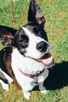 Border Collie Dogs Available for Adoption in Indianapolis, Indiana - Froggy / Flossie | PetCurious