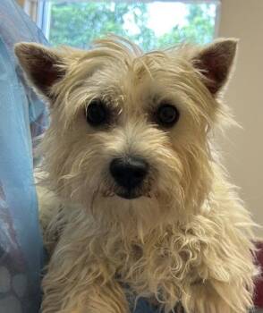 Layla -  West Highland White Terrier Westie Dog for Adoption in Kansas City, Missouri - Layla | PetCurious