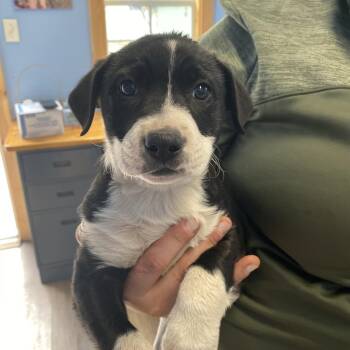 Hera -  Mixed Breed Dog for Adoption in Redwood Valley, California - Hera | PetCurious