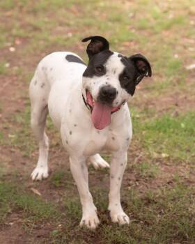 AVA -  Terrier and Dalmatian Dog for Adoption in Southaven, Mississippi - AVA | PetCurious