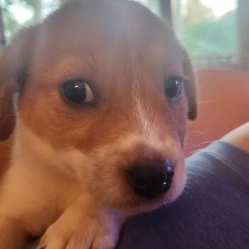 Charlene -  Australian Shepherd and Cattle Dog Dog for Adoption in Normal, Illinois - Charlene | PetCurious