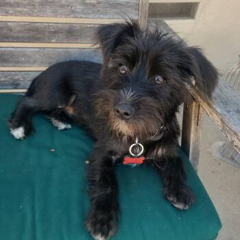 Malcolm -  Terrier Dog for Adoption in Los Angeles, California - Malcolm | PetCurious