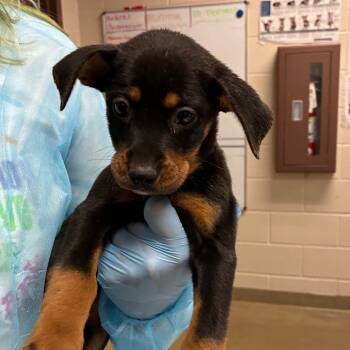 Rescue Shepherd Dogs for Adoption in San Antonio, Texas - Marie | PetCurious