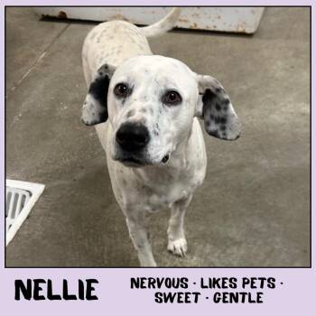 Mixed Breed Dogs Available for Adoption - Nellie | PetCurious