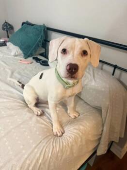 Millie -  Pit Bull Terrier Dog for Adoption in Shawnee, Oklahoma - Millie | PetCurious