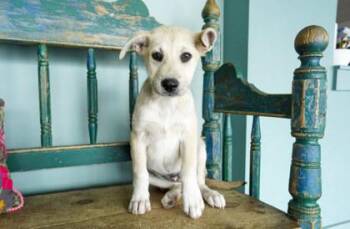 Anatolian Shepherd and Labrador Retriever Dogs Available for Adoption in San Antonio, Texas - Pearl | PetCurious