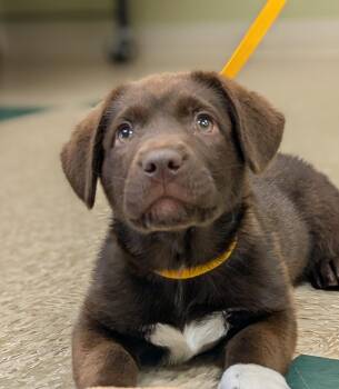 Ulanda -  Corgi and Labrador Retriever Dog for Adoption in Hastings, Nebraska - Ulanda | PetCurious