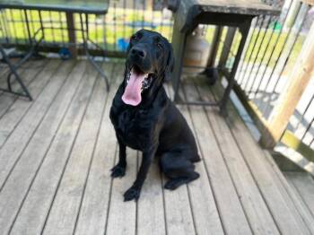 Rescue Golden Retriever and Cane Corso Dogs for Adoption in Markham, Ontario - Stormi | PetCurious