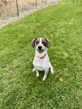 Rescue Foxhound and Mixed Breed Dogs for Adoption in Alma, Wisconsin - Daphne | PetCurious
