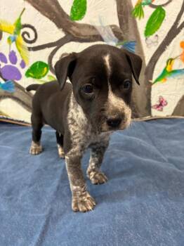Australian Cattle Dog Blue Heeler and Labrador Retriever Dogs Available for Adoption in Brookhaven, Mississippi - Peter 26 | PetCurious