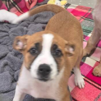 Blossom -  Mixed Breed Dog for Adoption in Buellton, California - Blossom | PetCurious
