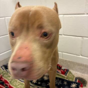 Razor -  Pit Bull Terrier Dog for Adoption in Horn Lake, Mississippi - Razor | PetCurious