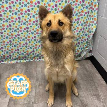 Mixed Breed Dogs Available for Adoption in Boone, Iowa - Lily Mae | PetCurious