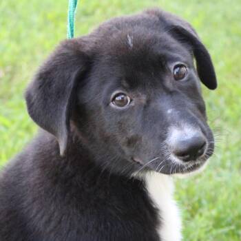 Melanie -  Labrador Retriever Dog for Adoption in Eaton, Ohio - Melanie | PetCurious