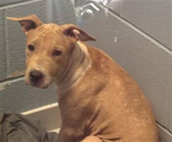 HERSHEY -  Labrador Retriever and Mixed Breed Dog for Adoption in Corpus Christi, Texas - HERSHEY | PetCurious