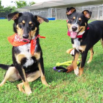 Clark -  Australian Kelpie and Mixed Breed Dog for Adoption in Wadena, Minnesota - Clark | PetCurious