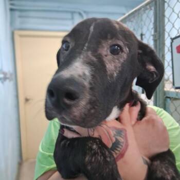 Claude -  Black Labrador Retriever and Mixed Breed Dog for Adoption in Denison, Texas - Claude | PetCurious