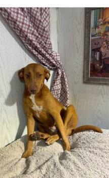 Rescue Vizsla Dogs for Adoption in Opelousas, Louisiana - Lady | PetCurious