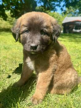 Tootsie Roll -  Hound Dog for Adoption in Nashville, Tennessee - Tootsie Roll | PetCurious