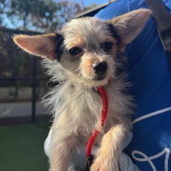 Hugo -  Chihuahua Dog for Adoption in Los Angeles, California - Hugo | PetCurious