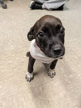 Rescue Boxer Dogs for Adoption in Covington, Virginia - Elsa | PetCurious