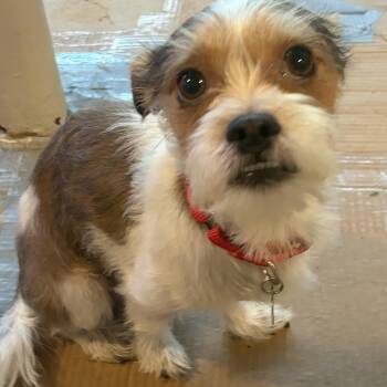 Keebler -  Jack Russell Terrier and Shih Tzu Dog for Adoption - Keebler | PetCurious
