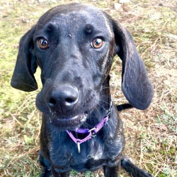 Rescue Dachshund Dogs for Adoption in Blue Ridge, Georgia - Dunkin | PetCurious