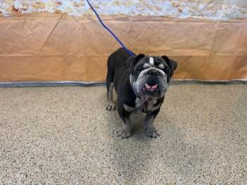SMALLS -  English Bulldog Dog for Adoption in Doral, Florida - SMALLS | PetCurious