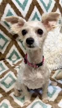 Jada -  Maltese Dog for Adoption in Key West, Florida - Jada | PetCurious