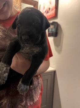Chord -  Mixed Breed Dog for Adoption in Lawrenceburg, Tennessee - Chord | PetCurious