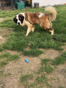 Rescue Saint Bernard Dogs for Adoption in Snover, Michigan - Toby | PetCurious